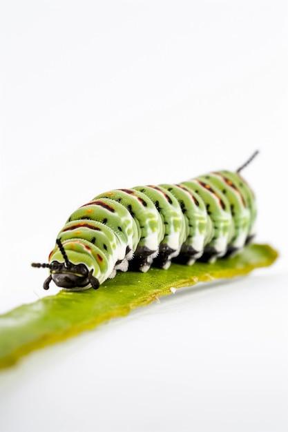 Is a caterpillar a carnivore herbivore or omnivore? 