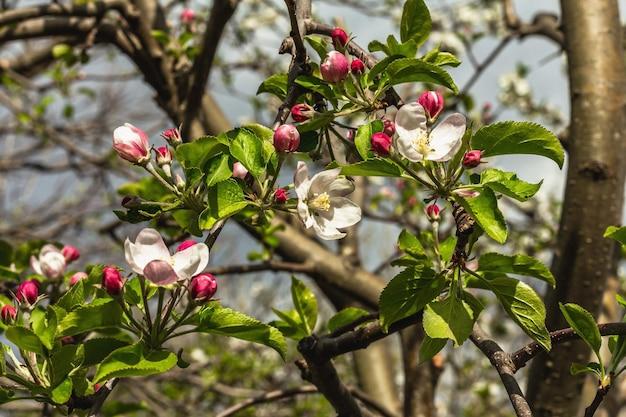 Is an apple tree a flowering plant? 