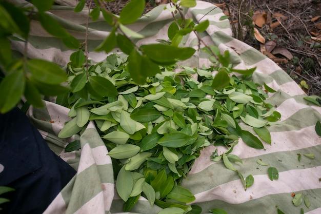 Is it legal to grow coca plants in the UK? 