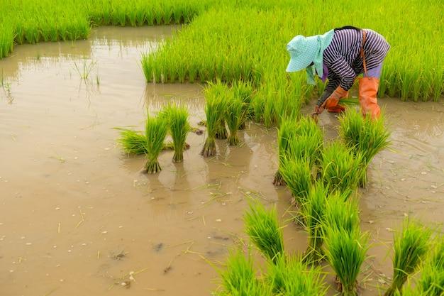  Is Rice Farming Intensive Or Extensive 