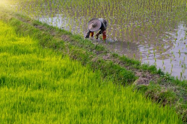  Is Rice Farming Intensive Or Extensive 