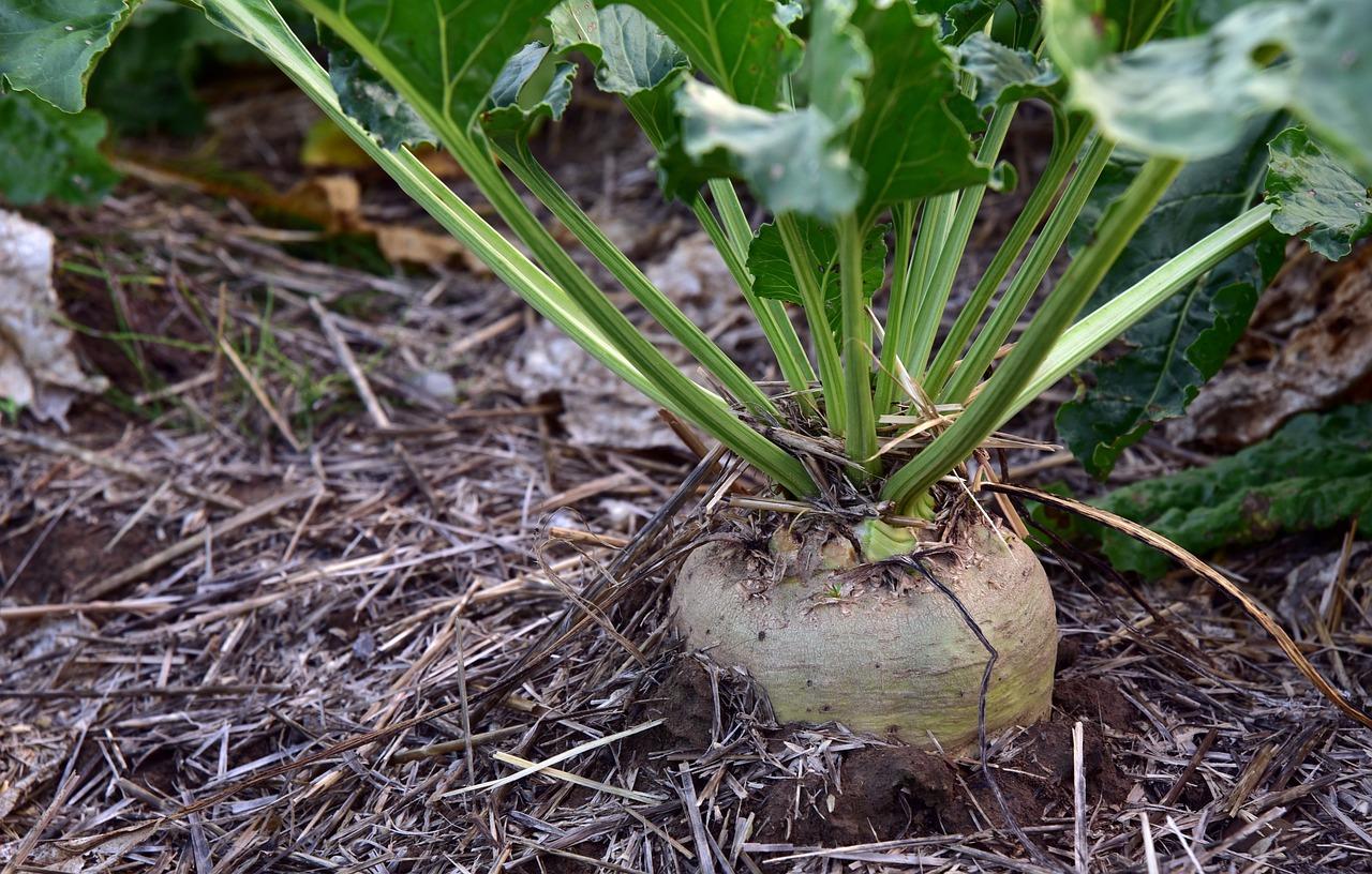 Is sugar beet and beetroot the same? 