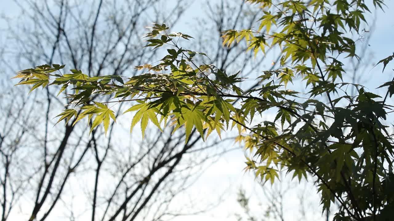 How To Move A Japanese Maple 