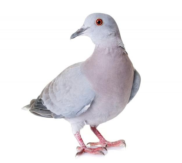 What type of adaptations do pigeons have? 