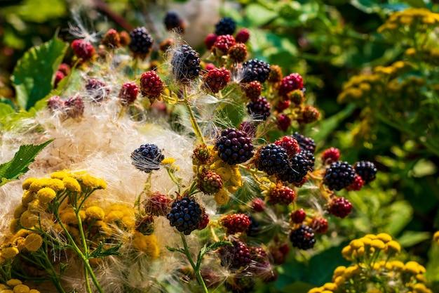 When To Plant Blackberries In Tennessee 