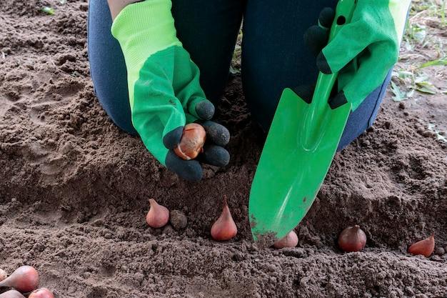 How To Plant Carrots Without Seeds 