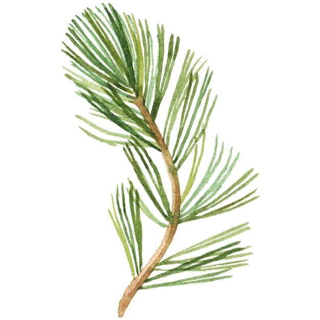  What Plants Do Not Like Pine Needles 