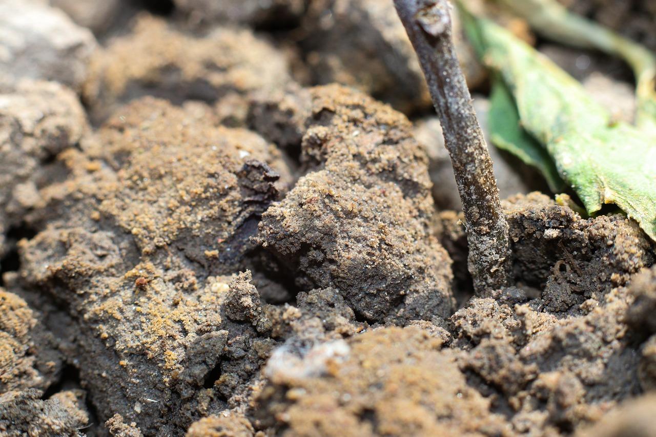  What Is The Best Fertilizer For Sandy Soil 