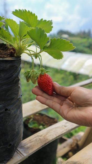 Where Are The Best Strawberries Grown 