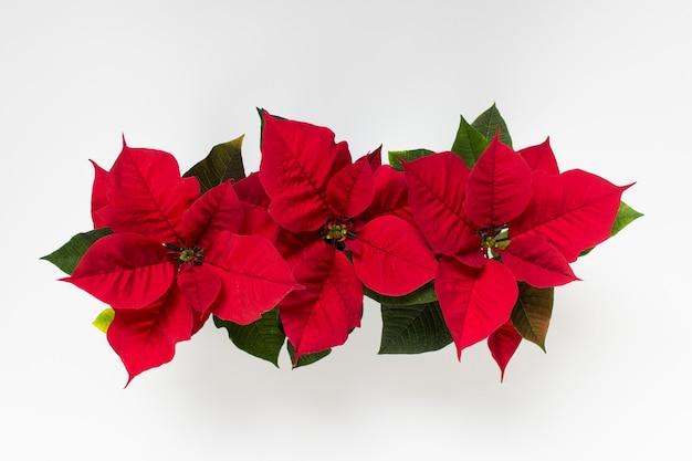 What color are poinsettia flowers read carefully? 