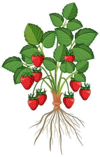  What Is The Crown Of A Strawberry Plant 