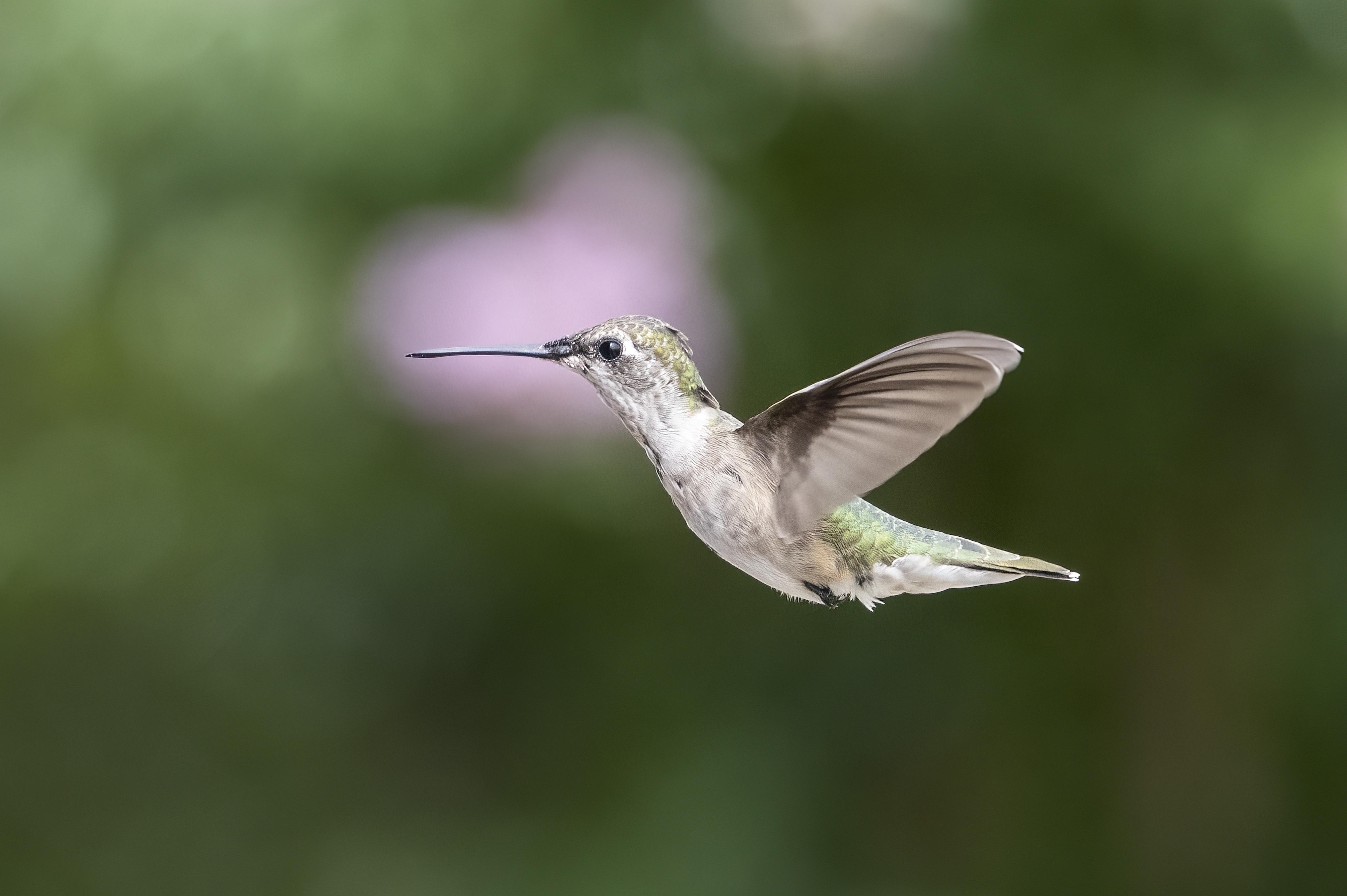  What Is A Male Hummingbird Called 