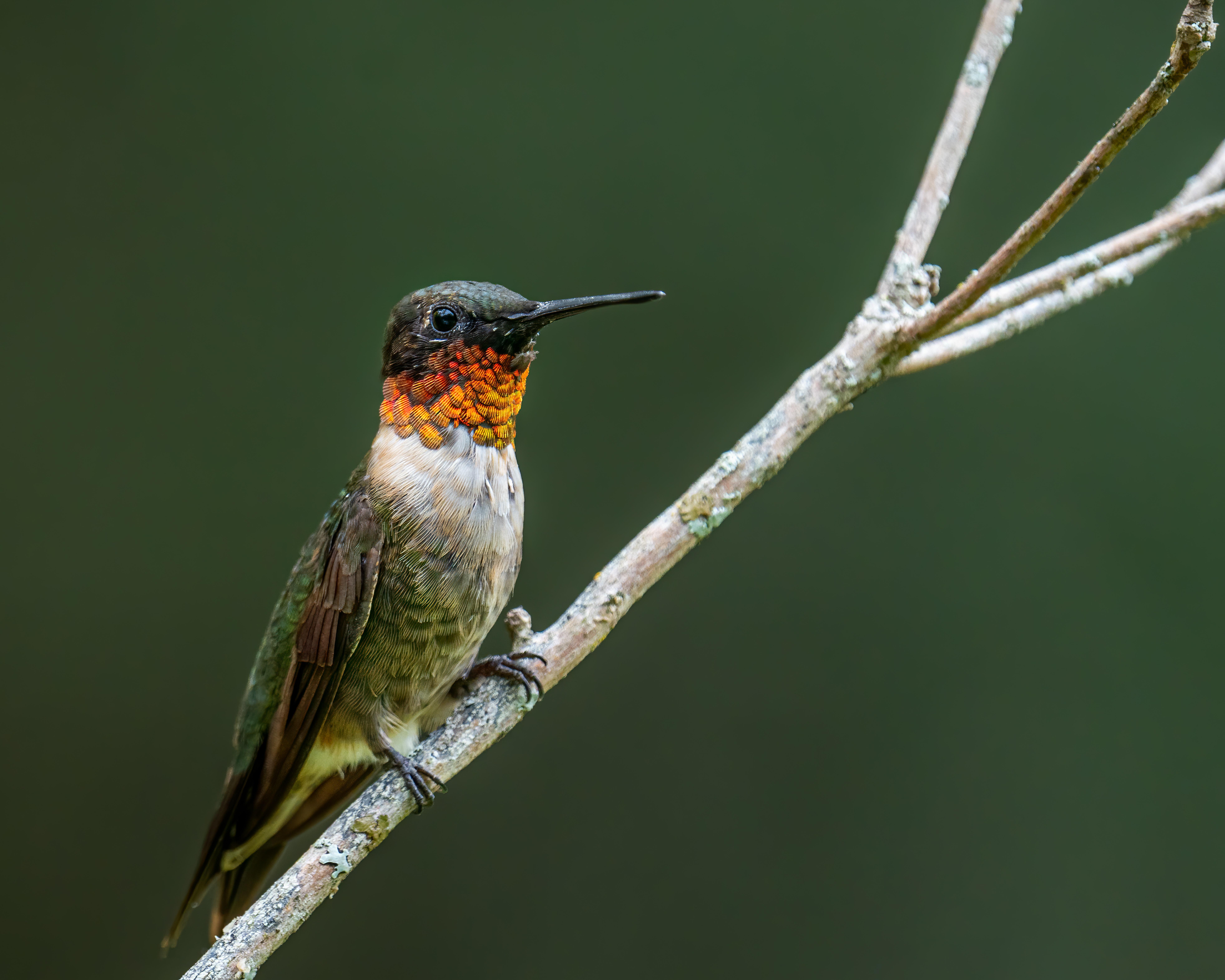  What Is A Male Hummingbird Called 