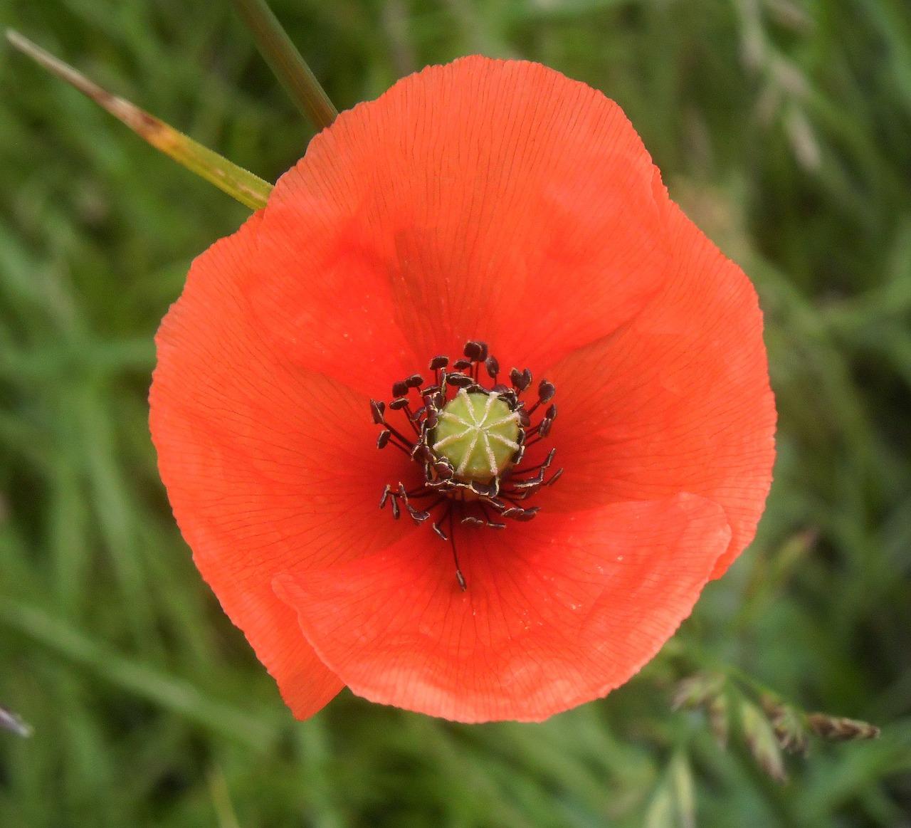 How Many Petals Do Poppies Have 