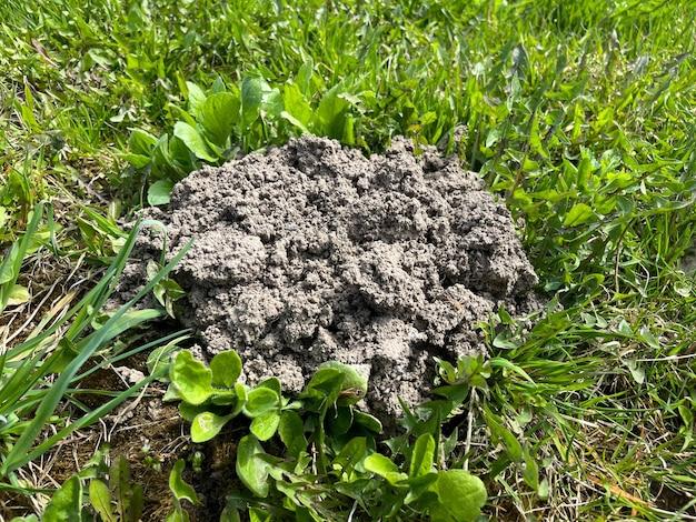  What Causes Mounds Of Dirt On The Lawn 