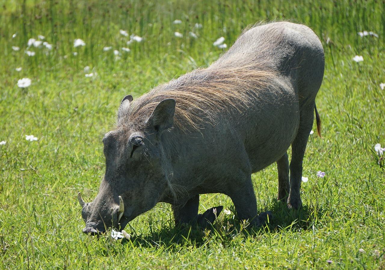 What Animal Is Pumba 