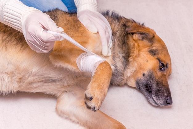  What Are The Symptoms Of A Blockage In A Dog 