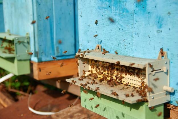 What Attracts Bees To A Trap 