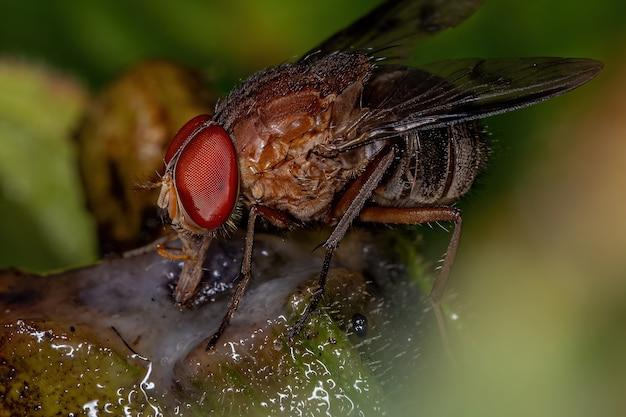 What bugs eat fruit flies? 