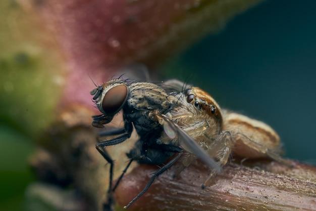 What bugs eat fruit flies? 