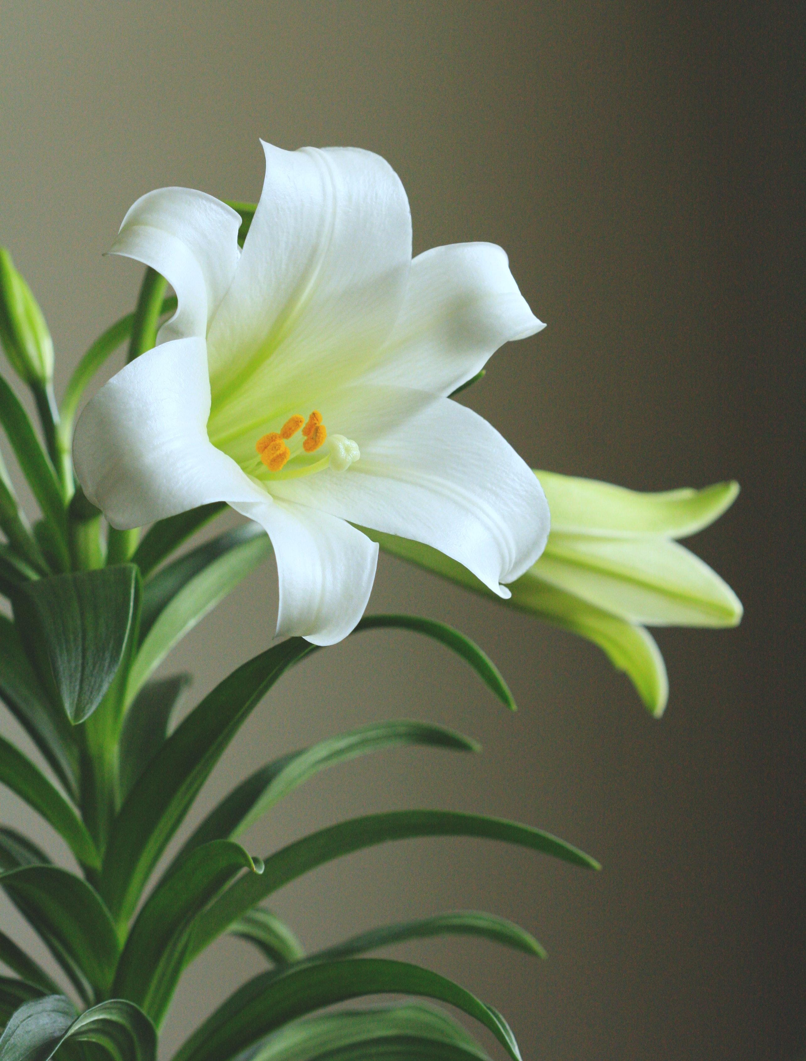 What Color Are Easter Lilies 