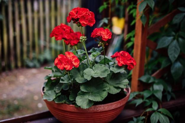 What Color Do Geraniums Come In 