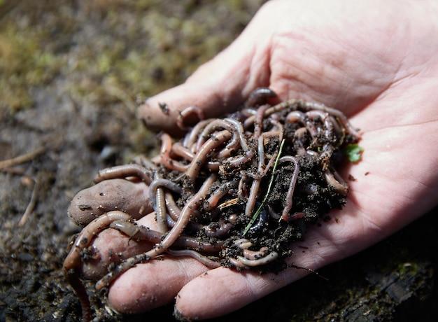  What Do Earthworms Eat And Drink 