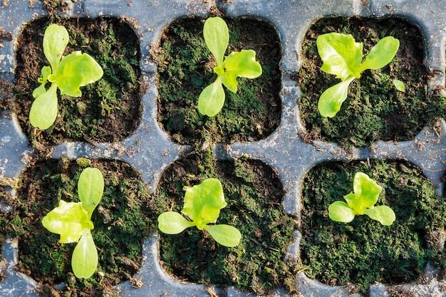  What Do Kale Seedlings Look Like 