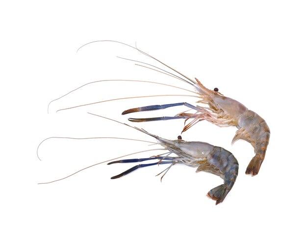  What Do Live Shrimp Look Like 