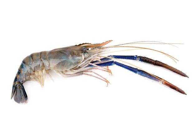  What Do Live Shrimp Look Like 