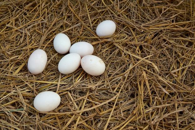 What Do Pekin Duck Eggs Look Like 