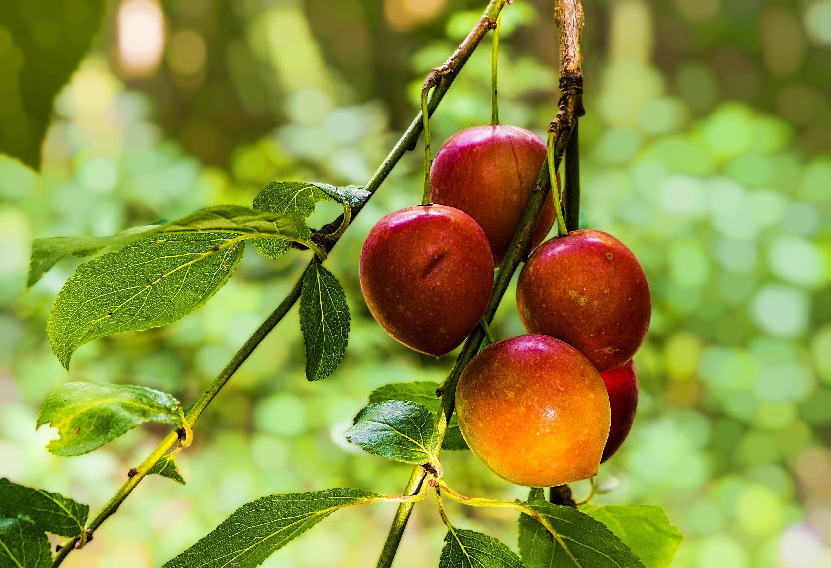 What Fruit Trees Grow Well In South Carolina 