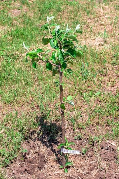  What Fruit Trees Grow Well In Sandy Soil 