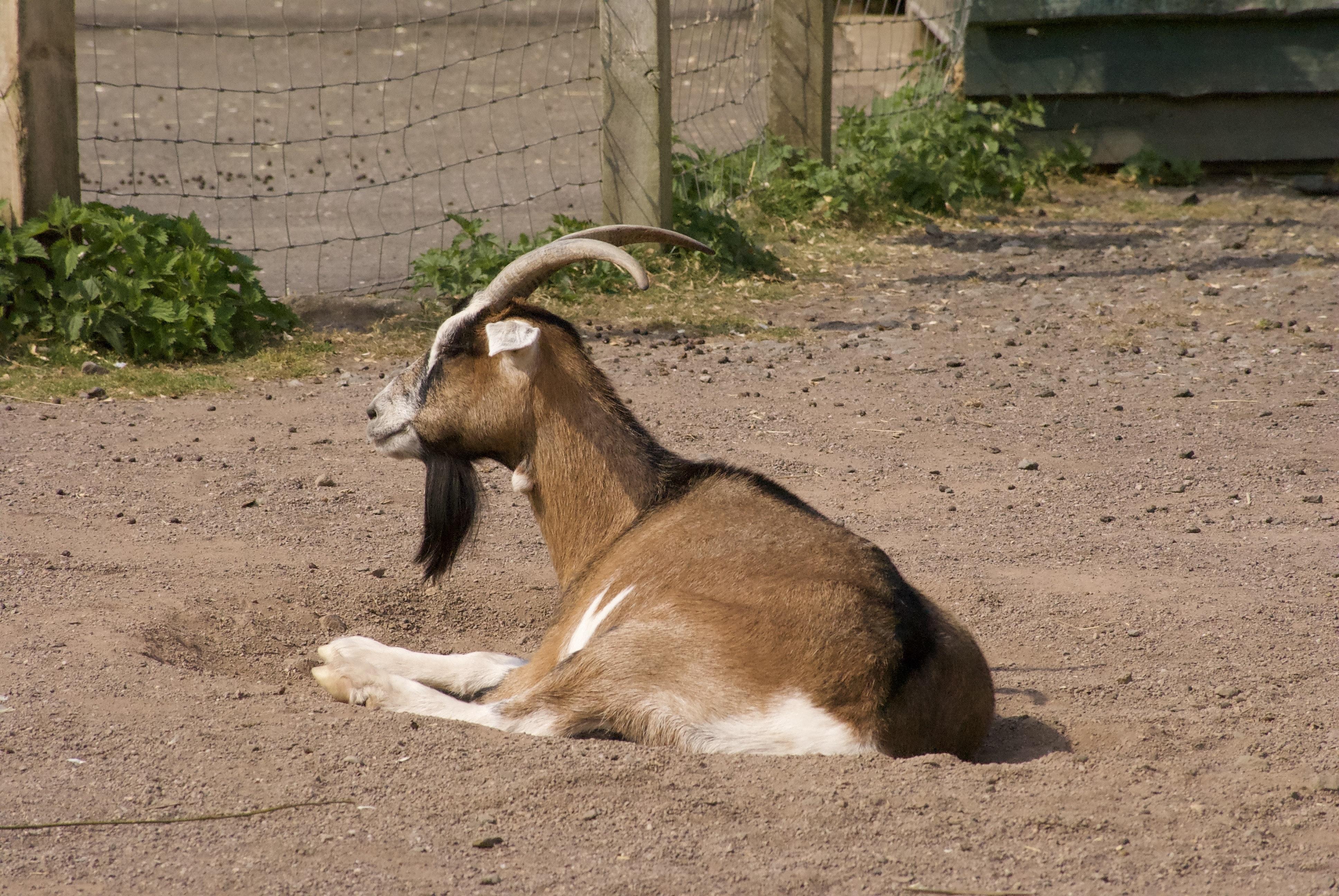  What Happens When A Goat’s Horn Breaks Off 