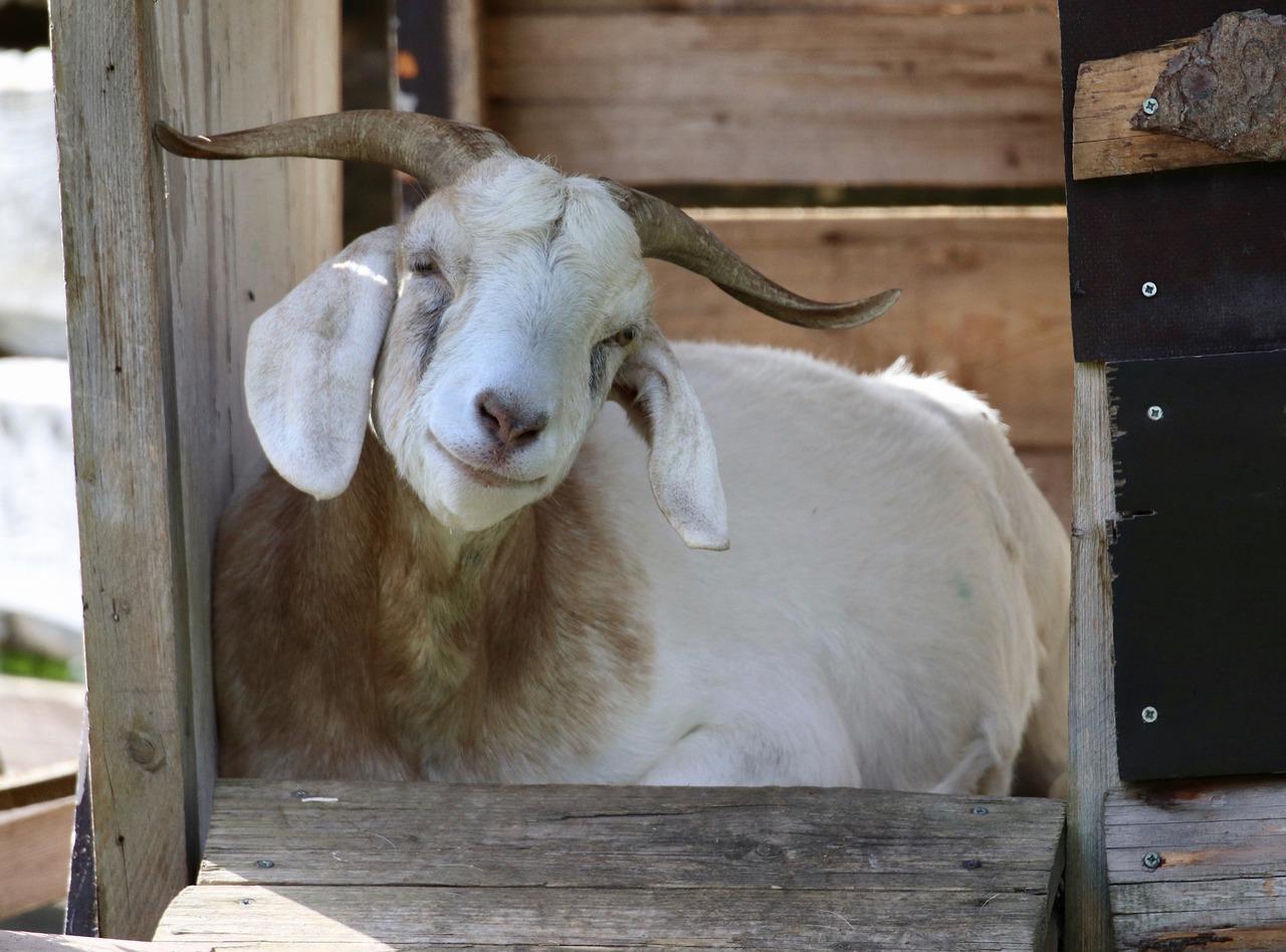  What Happens When A Goat’s Horn Breaks Off 