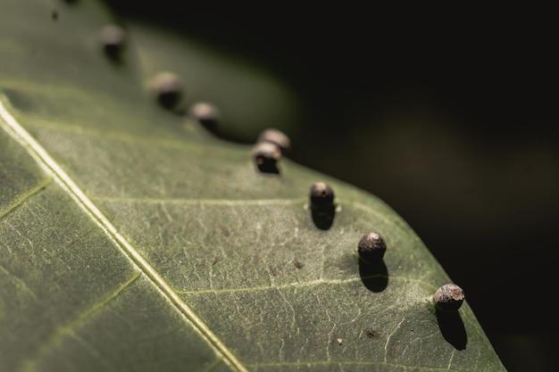 What Insect Lays Tiny Black Eggs 