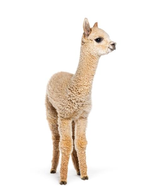What Is A Baby Llama Called 
