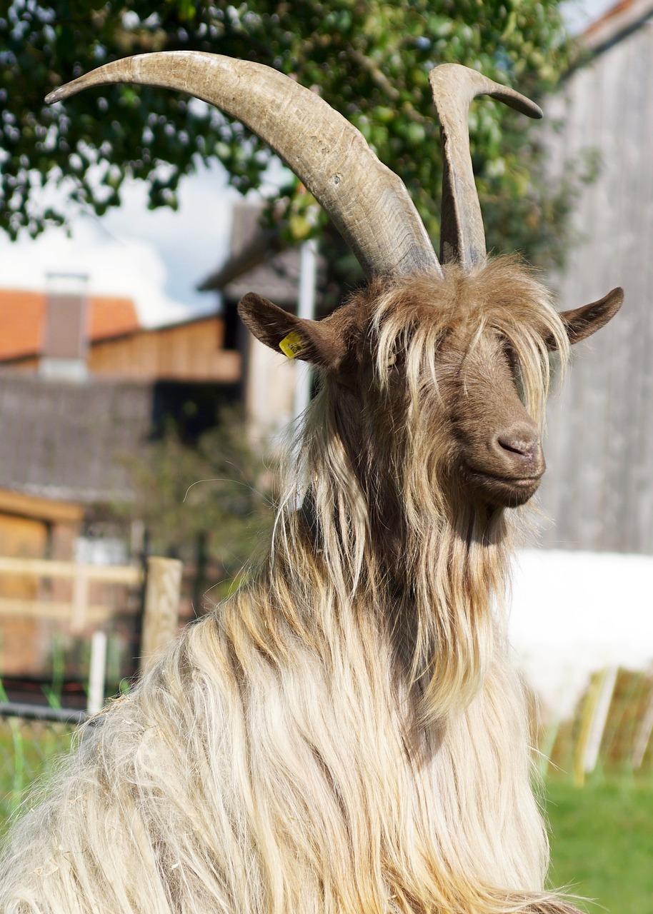 What Is Goat Hair Called 