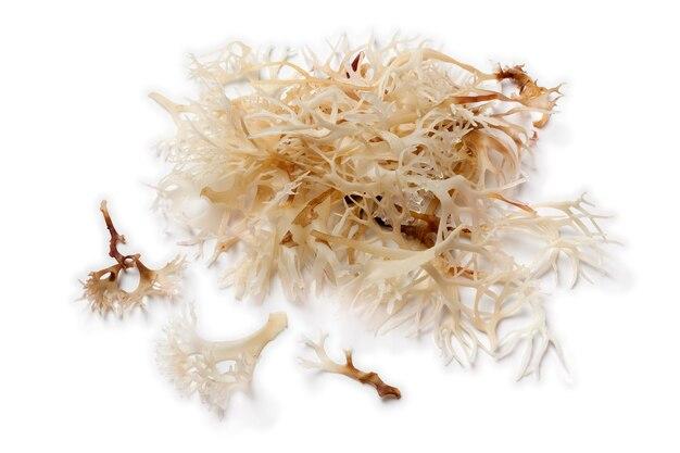  What Is Irish Moss Good For 