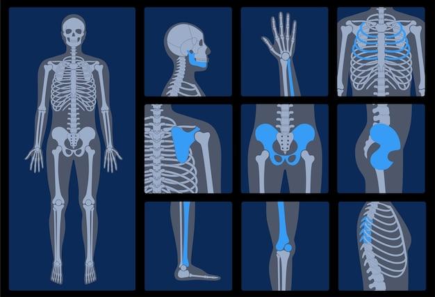 What Is The Strongest Joint In The Body 