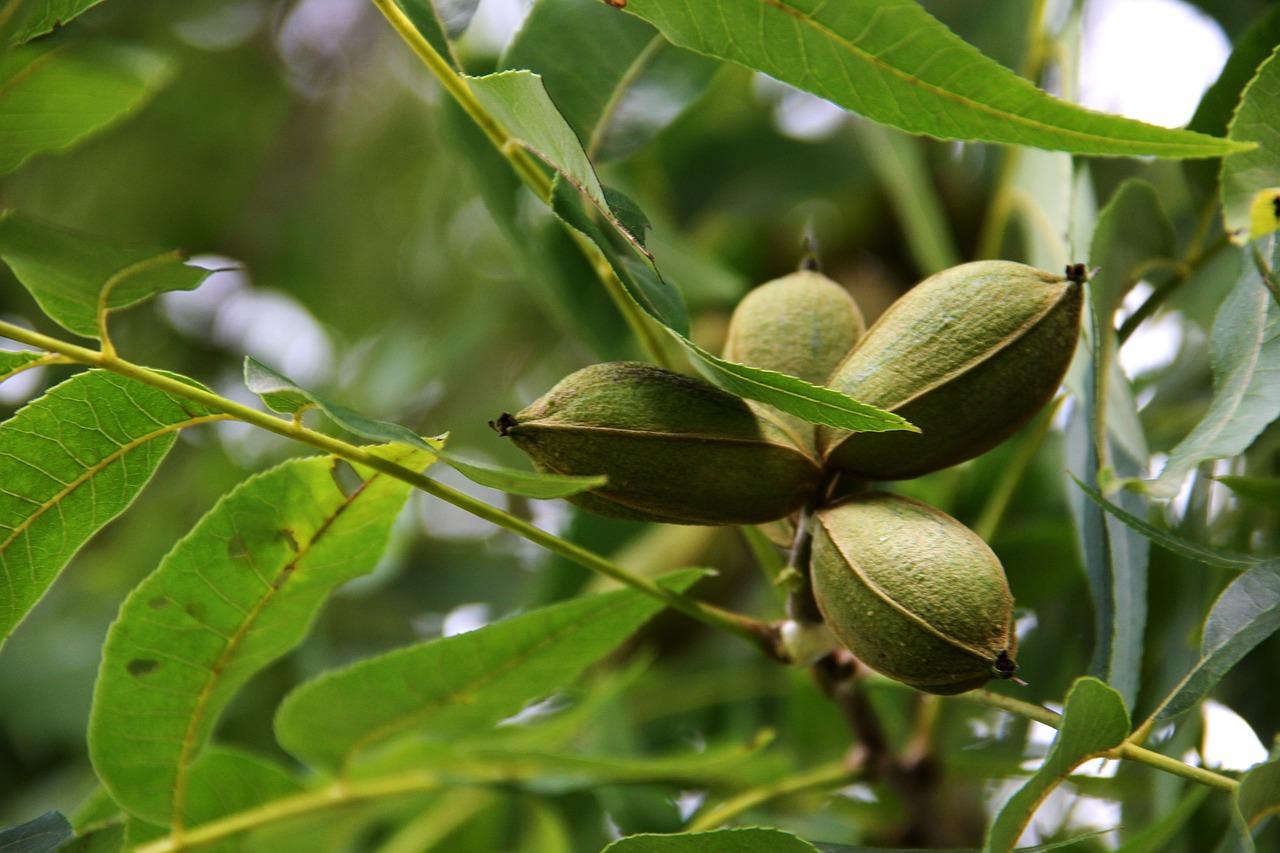  What Kind Of Fertilizer For Pecan Trees 