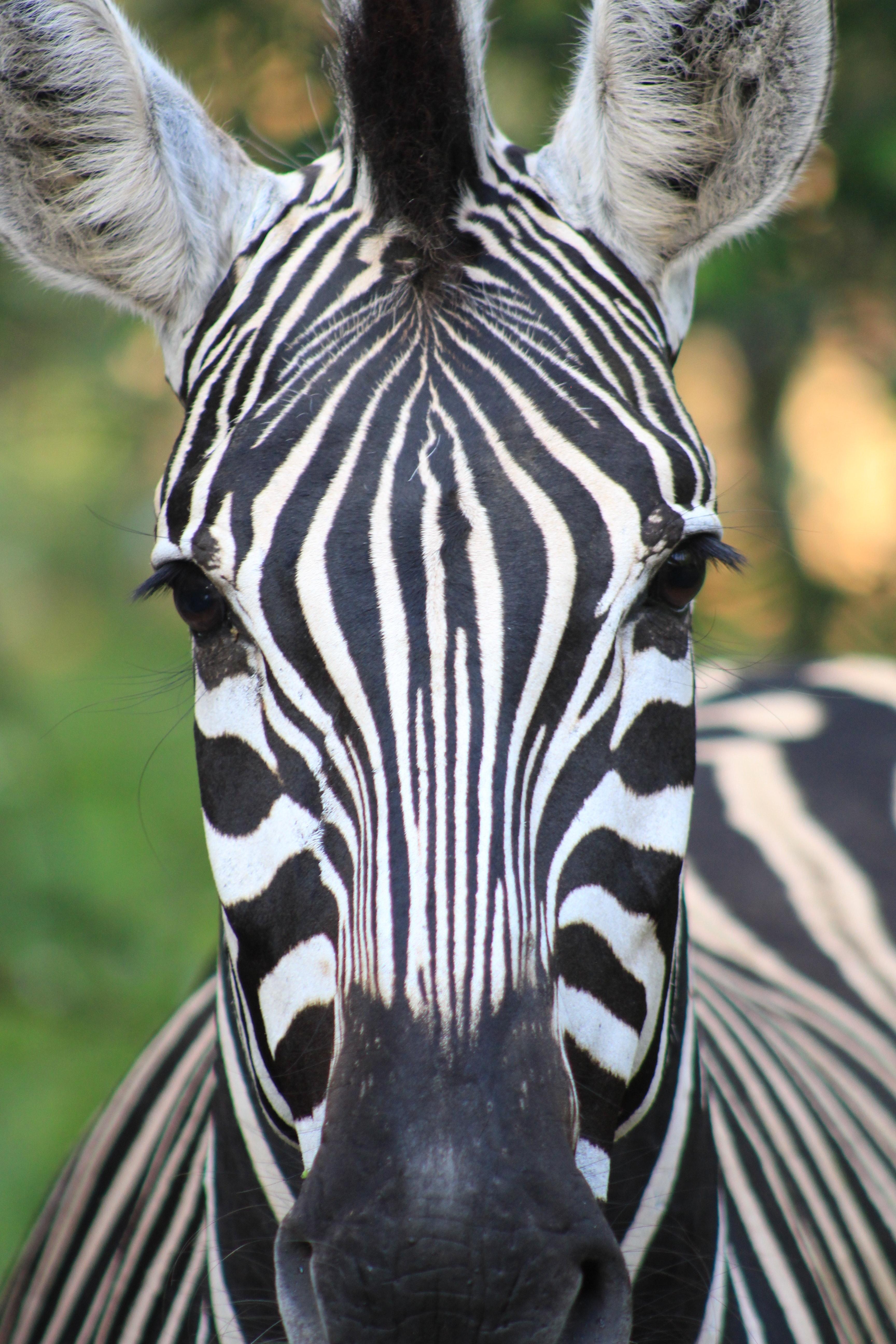  What Noise Does A Zebra Make 