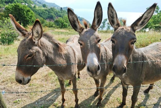 What Not To Feed Miniature Donkeys 
