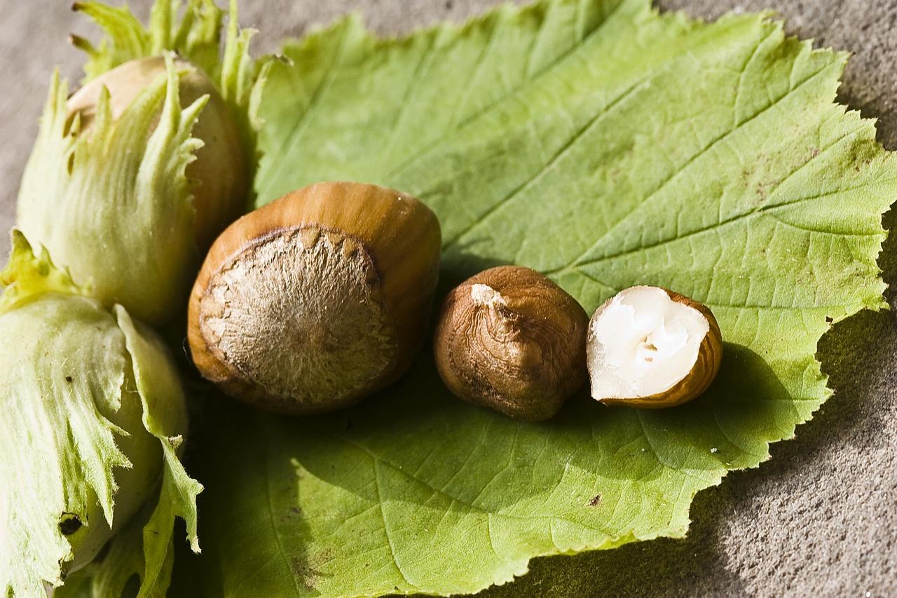  What Nut Trees Grow In Pacific Northwest 