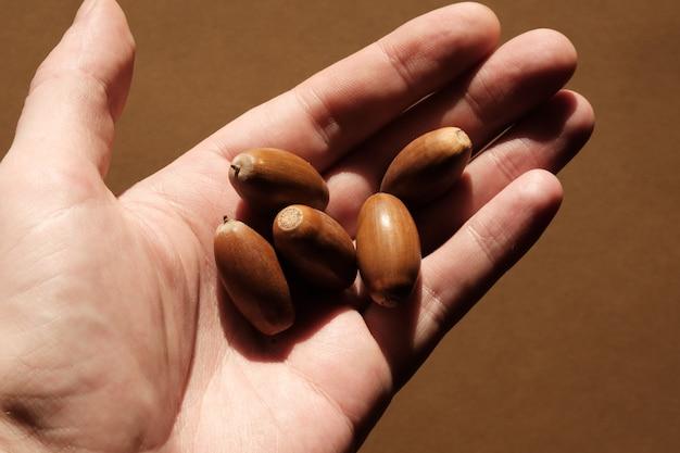  What Nut Trees Grow In Pacific Northwest 