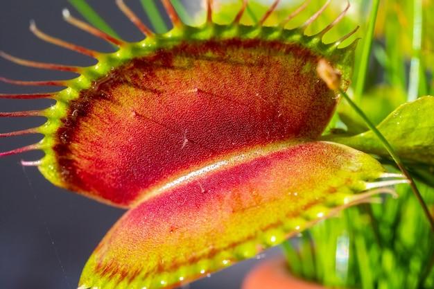  What Plants Grow Well With Venus Fly Traps 