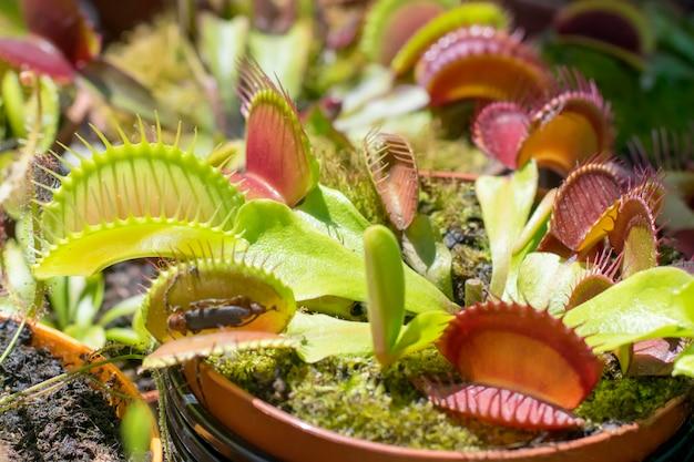  What Plants Grow Well With Venus Fly Traps 