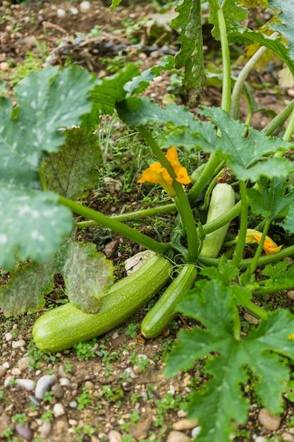  What Size Grow Bag For Squash 