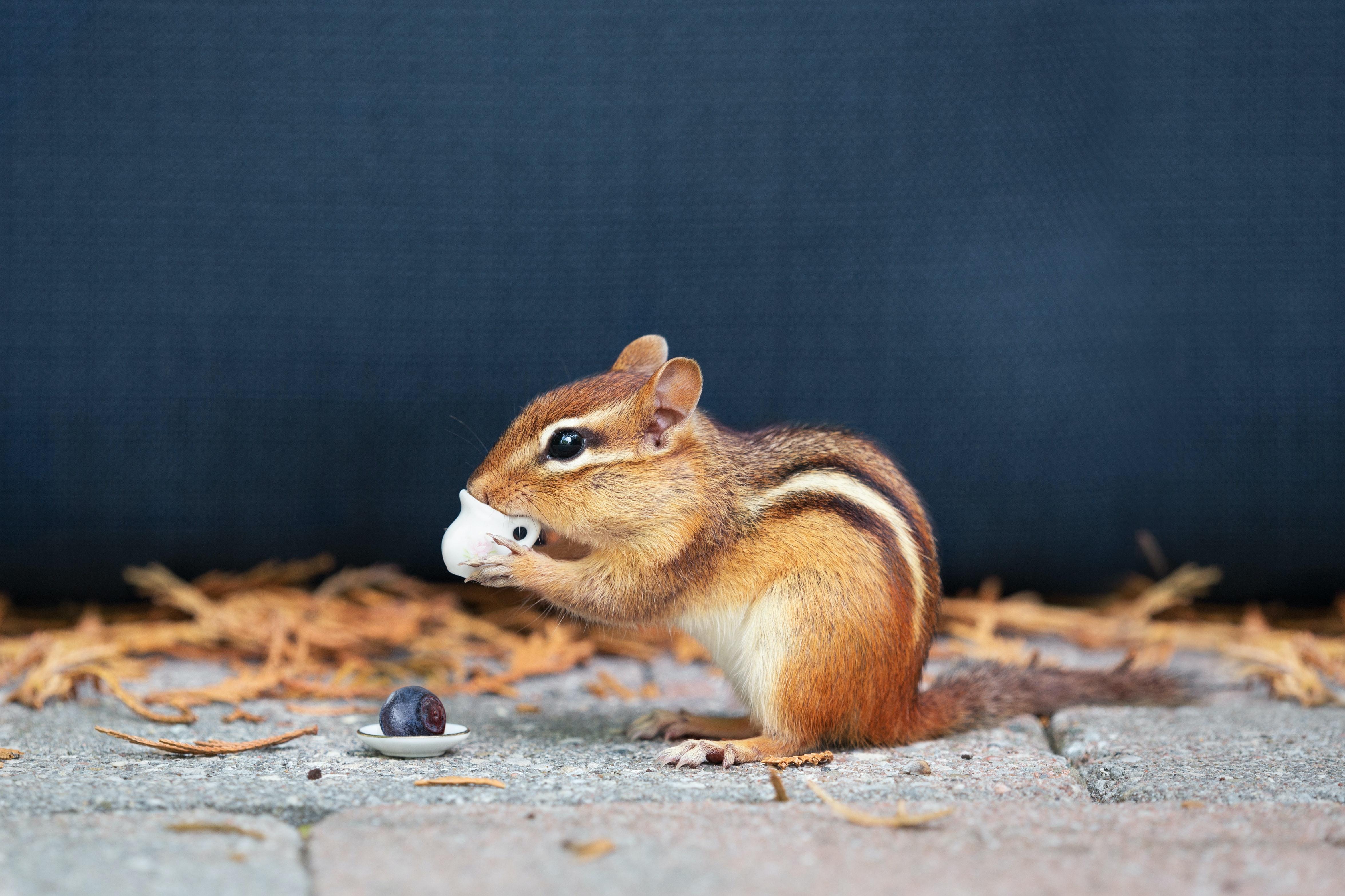 What Size Hole Can A Chipmunk Fit Through 