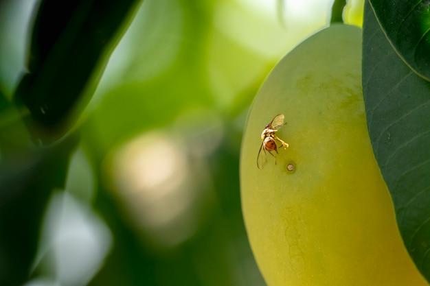  What Temperature Do Fruit Flies Die 